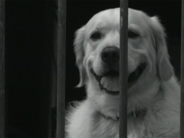 На лінії вогню